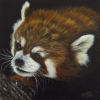 Le panda roux du zoo