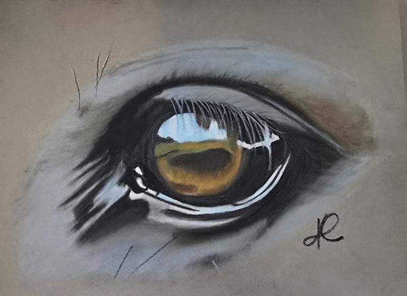 Regard Equide