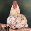 Le coq irlandais