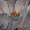 Petales-en-folie-15x30