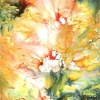 Fleurs de Lotus